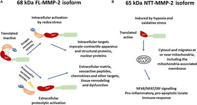 Epigenetic Regulation of the N-Terminal Truncated Isoform of Matrix Metalloproteinase-2 (NTT-MMP-2) and Its Presence in Renal and Cardiac Diseases